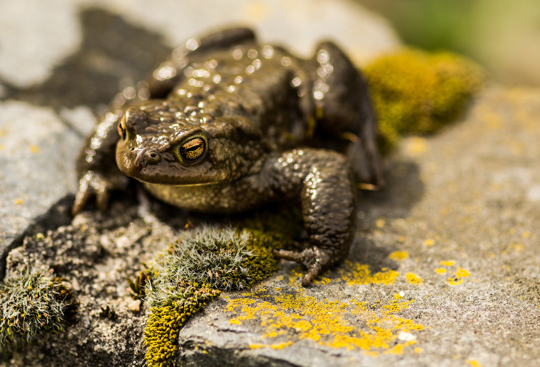 Symbolfoto Kröte, Foto: Lahn-Dill-Kreis