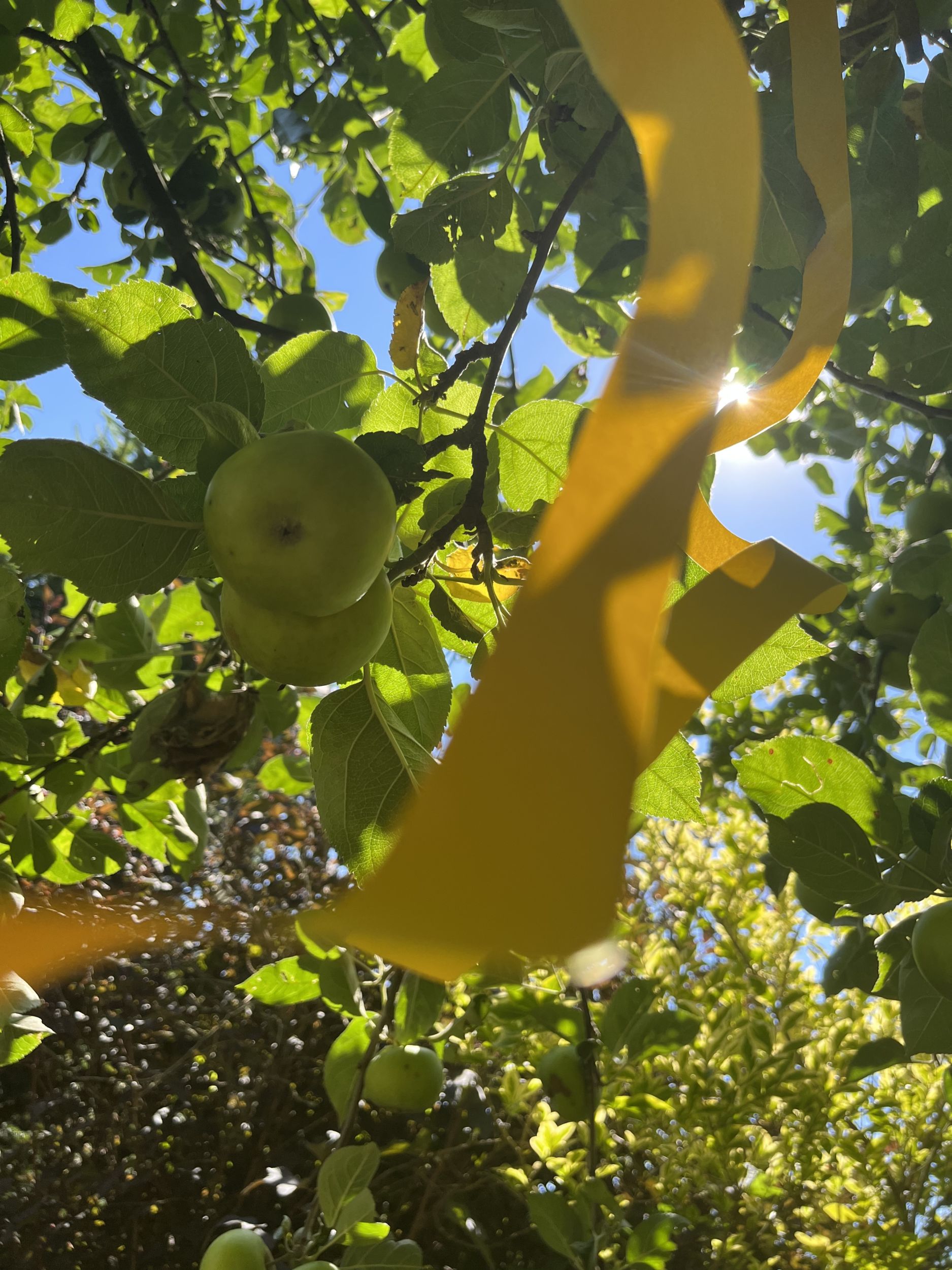 Obstbäume oder Sträucher einfach mit einem gelben Band markieren und so zum Ernten freigeben. Foto: Lahn-Dill-Kreis