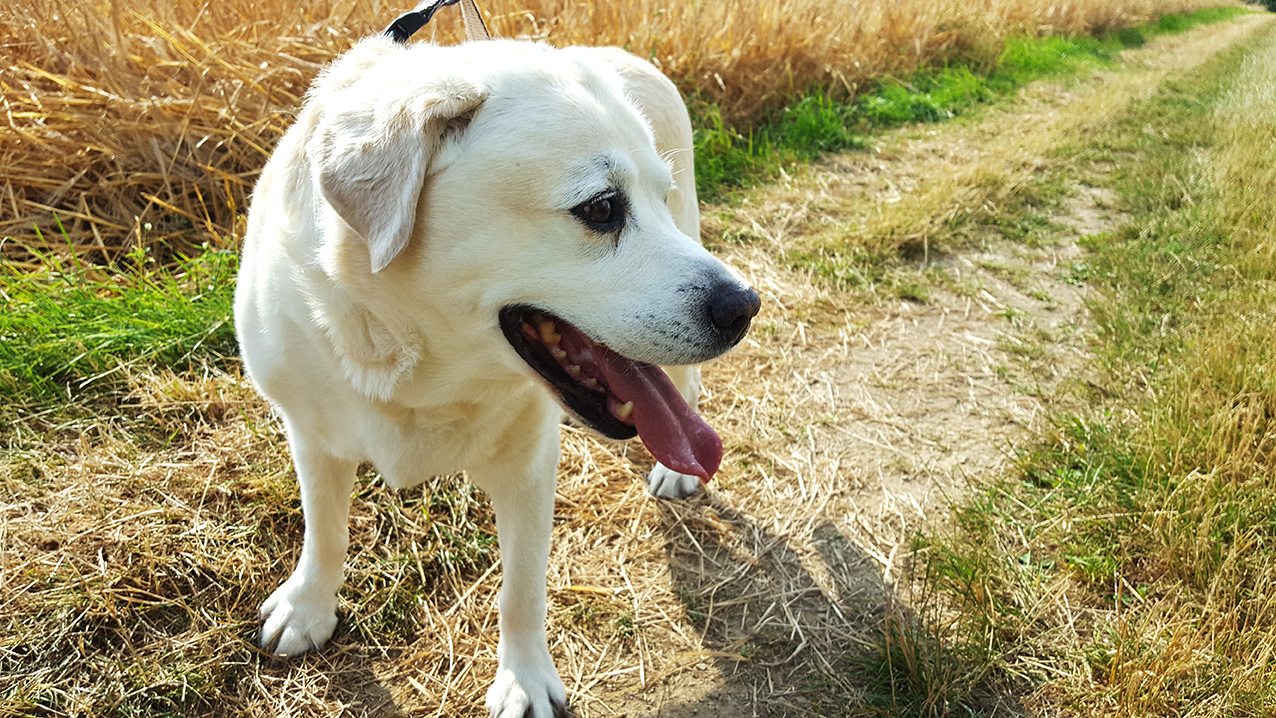 Das Kreis-Veterinäramt erklärt, was zu beachten ist, wenn der neue Hund aus dem Ausland in den Lahn-Dill-Kreis kommt. Foto: Lahn-Dill-Kreis/Nicole Zey