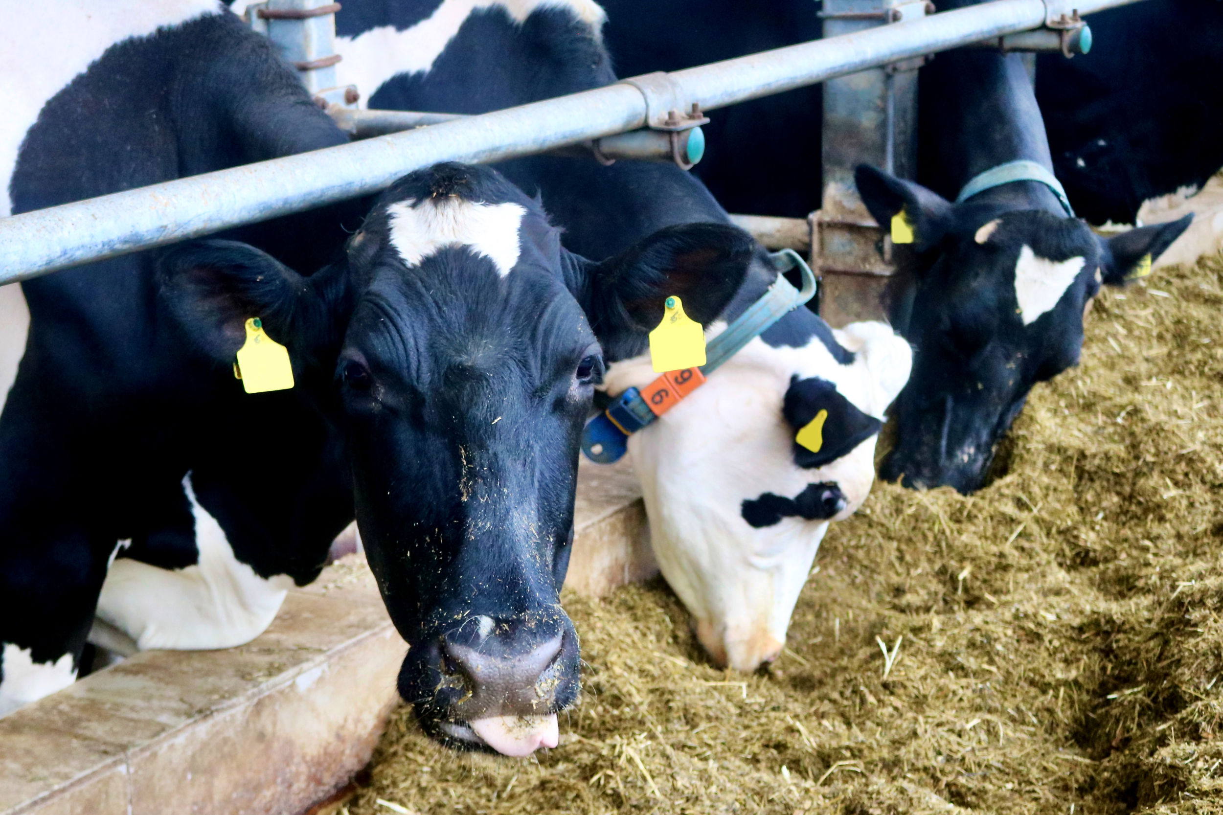 Aufgrund von erneuten Ausbrüchen der Blauzungenkrankheit gelten neue Verbringungsregelungen für Wiederkäuer. Foto: Lahn-Dill-Kreis/Marie-Therese Koch