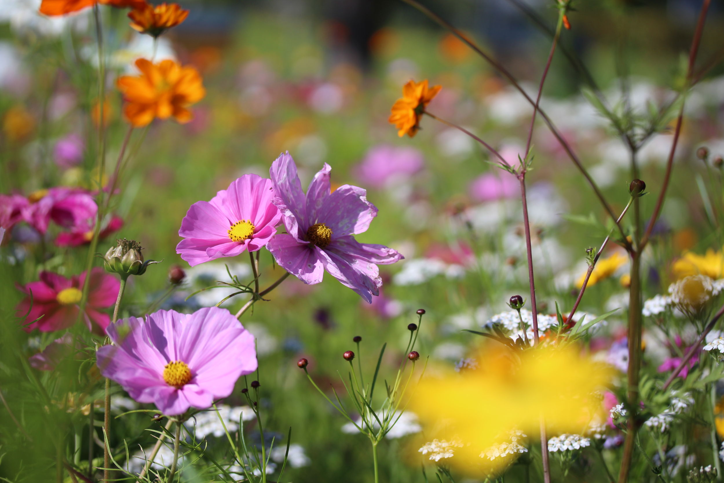 Grüne und blühende Gärten und Vorgärten verschönern nicht nur die Umgebung, sondern leisten vor allem einen wichtigen Beitrag zu Umwelt- und Klimaschutz. Foto: Lahn-Dill-Kreis/Nicole Zey