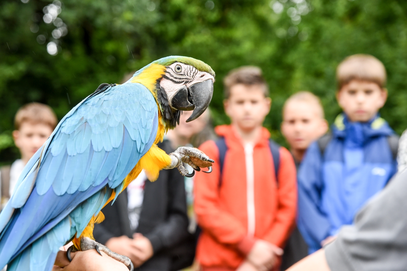 Die Kinder und Jugendlichen gucken gespannt zu, wie Gelbbrustara Carlos eine Nuss knackt. Foto: Tierpark Herborn