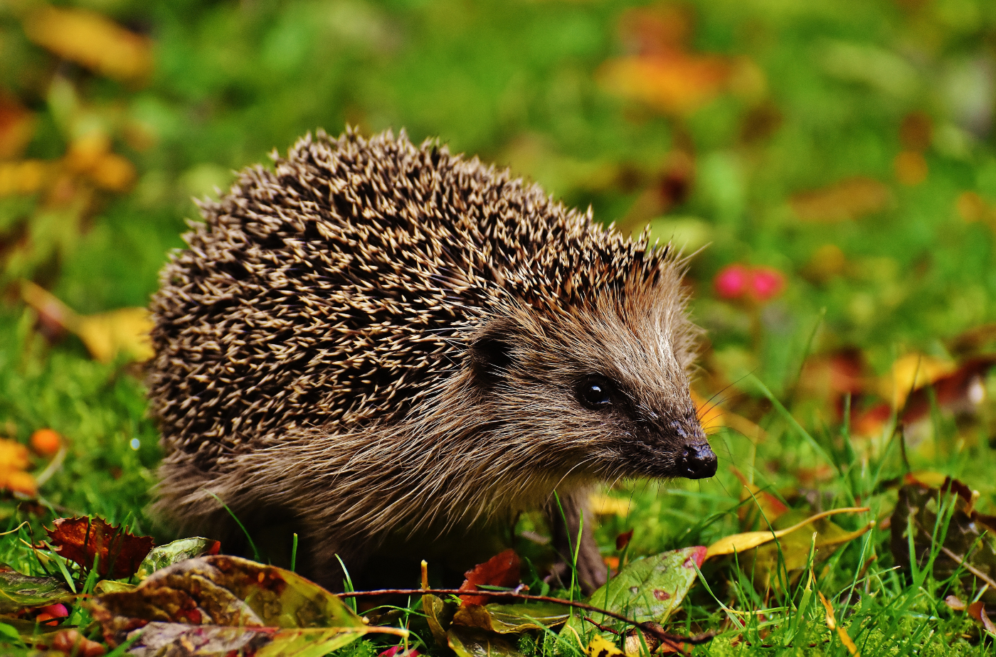 Die derzeit warmen Temperaturen können Igel verfrüht aus ihrem Winterschlaf wecken. Foto: Alexas Fotos von Pexels via canva.com