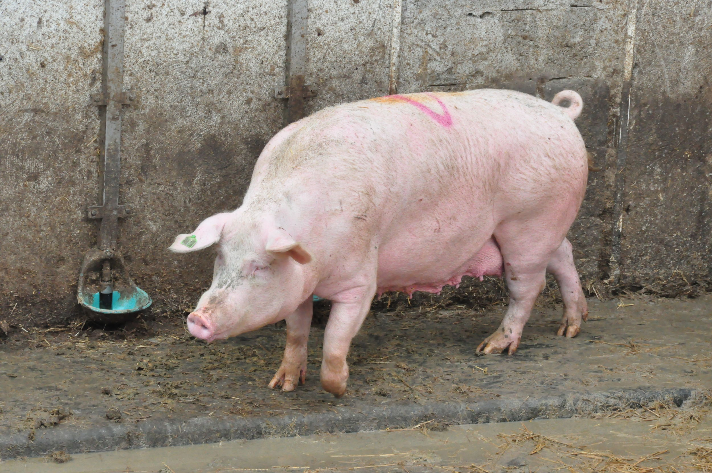 Sind die Schweine im Lahn-Dill-Kreis vor der Afrikanischen Schweinepest sicher? Diese und weitere Fragen beantwortet das Veterinäramt des Lahn-Dill-Kreises in einer offenen Fragestunde. Foto: Lahn-Dill-Kreis