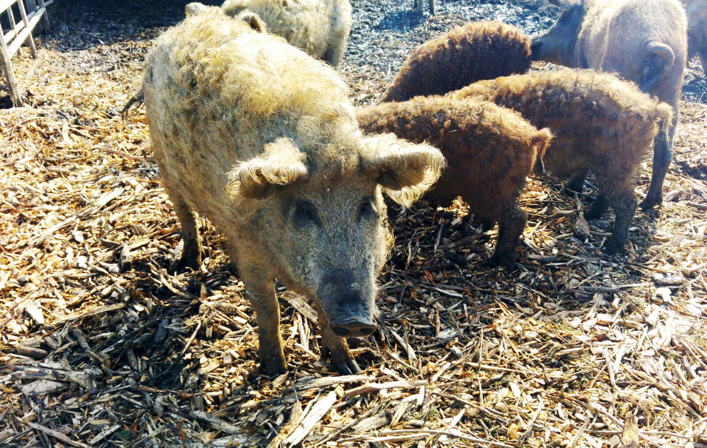 Aktuell sind keine Wild- oder Hausschweine im Lahn-Dill-Kreis mit der Afrikanischen Schweinepest infiziert. Damit es auch so bleibt, appelliert das Kreis-Veterinäramt an die Jägerschaft, auch Indikatortiere zu beproben. Foto: Lahn-Dill-Kreis