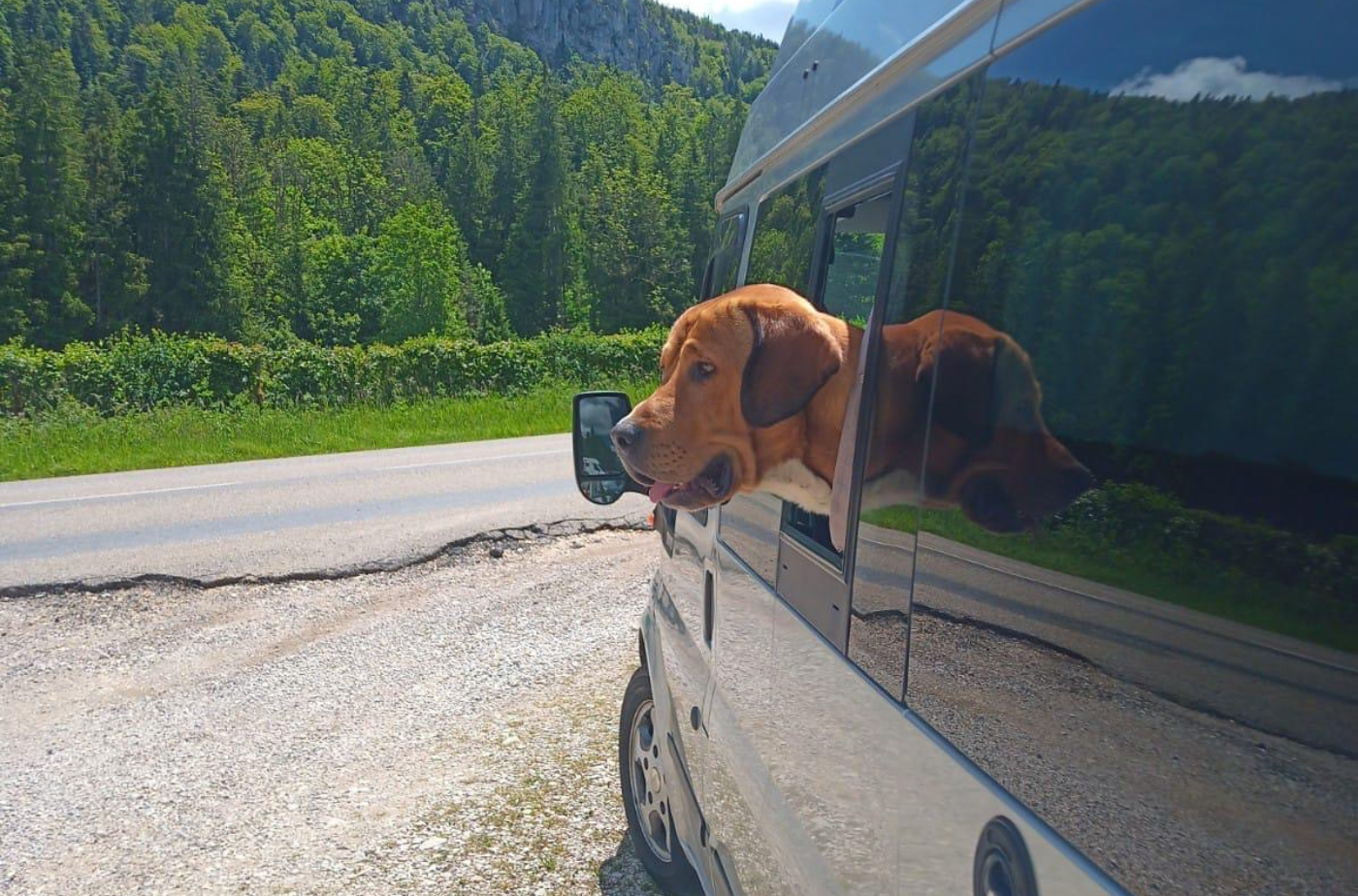 Hunde und andere Tiere sollten auf gar keinen Fall in Fahrzeugen zurückgelassen werden – es besteht Lebensgefahr! Foto: Lahn-Dill-Kreis