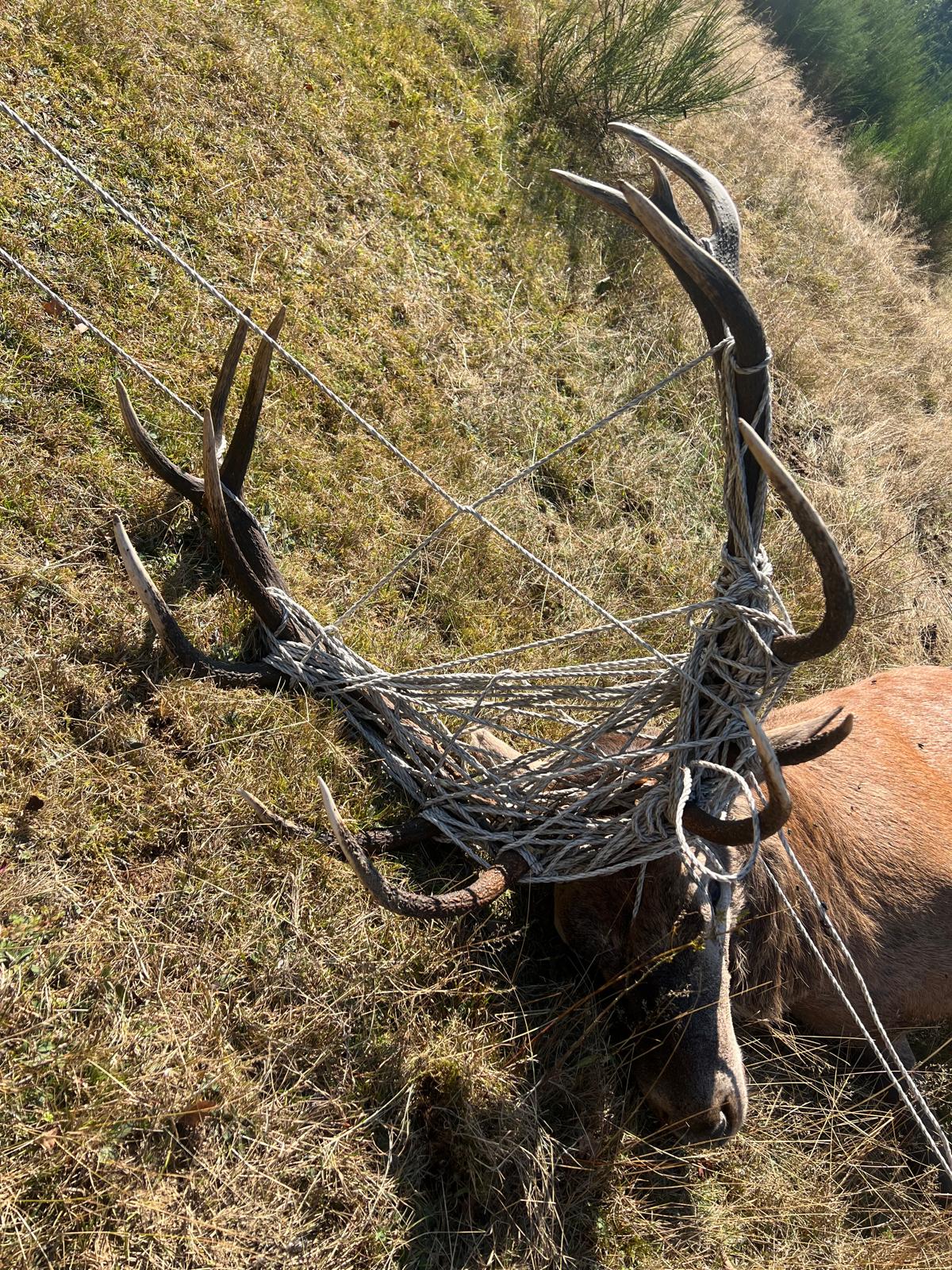 Mobile, ungenutzte Weidezäune können zur Todesfalle für Wildtiere werden. Im Vereinsgebiet der Dillkreisjäger sind im vergangenen Jahr drei sogenannte Zukunftshirsche in nicht ordnungsgemäß abgeräumten Zäunen verendet. Foto: Rotwildhegegemeinschaft Dill-Bergland