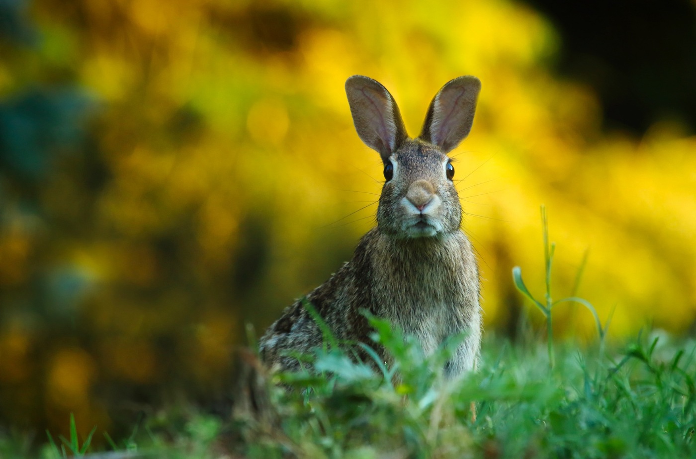 Mit der Hasenpest können sich auch Menschen anstecken. Die Symptome ähneln einem grippalen Infekt. Foto: 12019 von pixabay via Canva.com