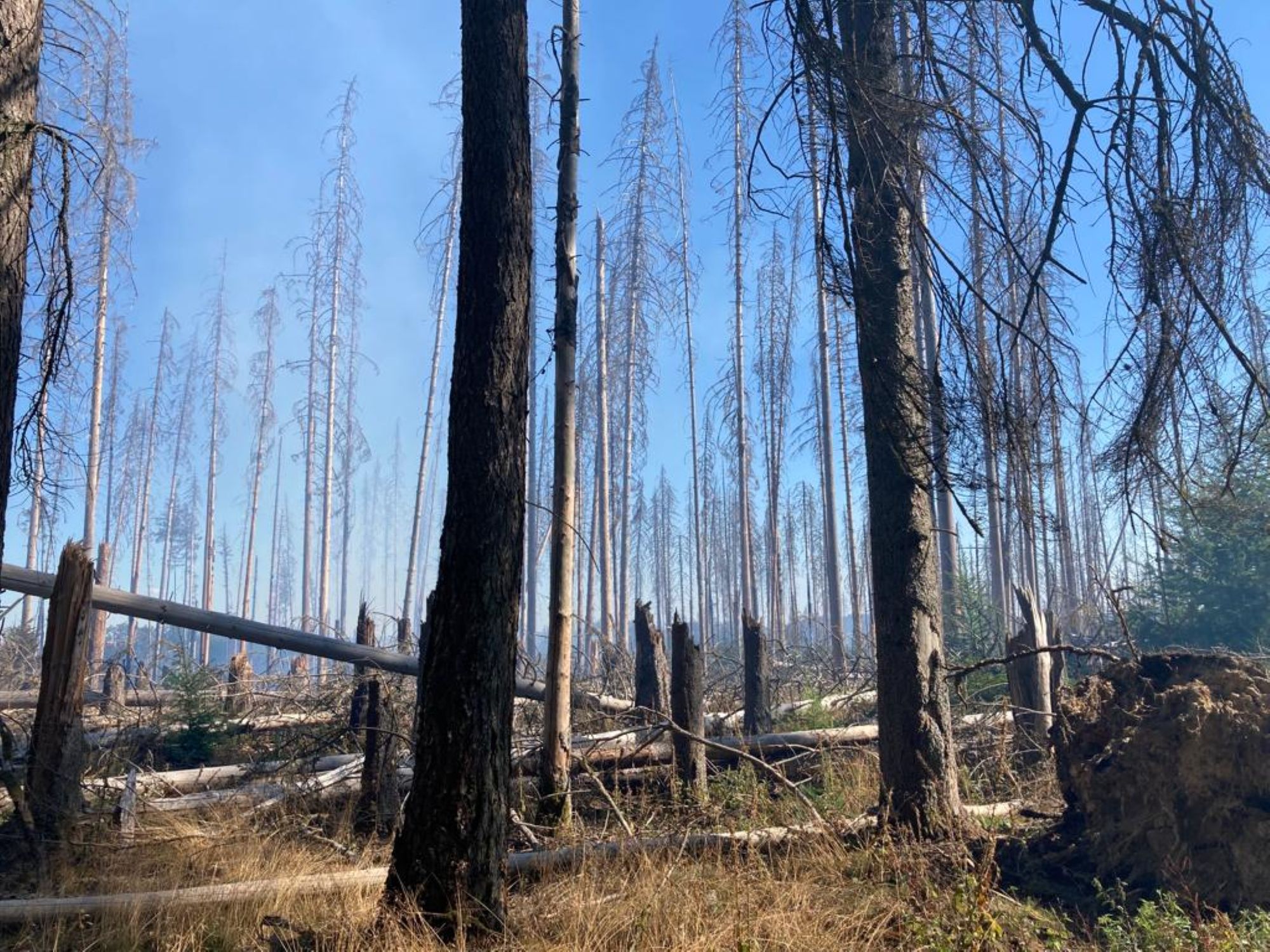 Ein Waldbrandbrand kann schwere Folgen für die Natur haben. Foto: Lahn-Dill-Kreis